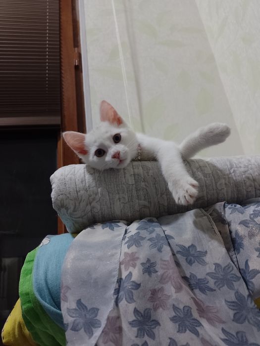 Продаётся турецкий ангора 2 месяцев, турк ангора мушуги сотилади