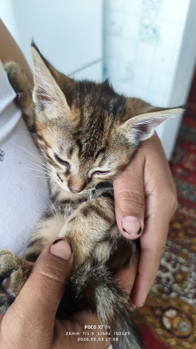 Mushik котята бесплатно