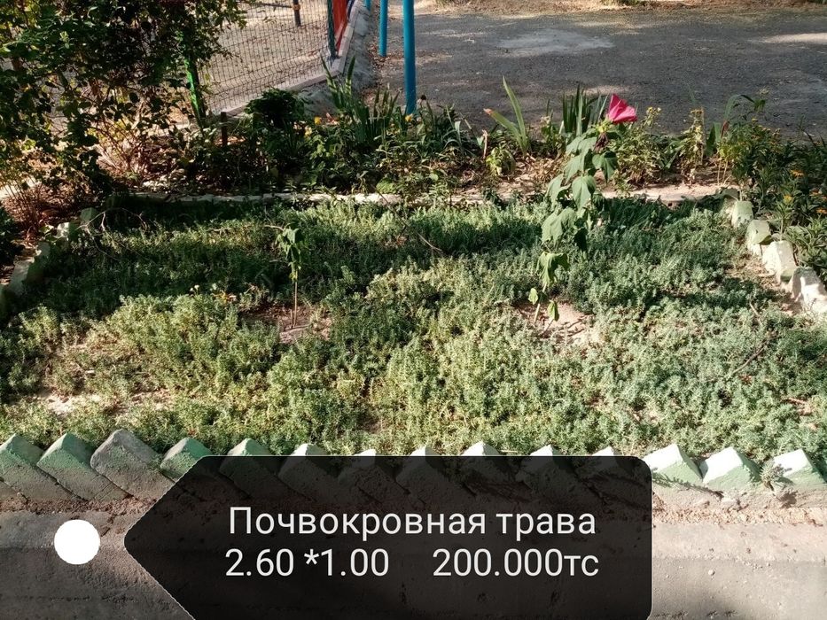 Продаётся почвокровная трава (ёлочка) трава