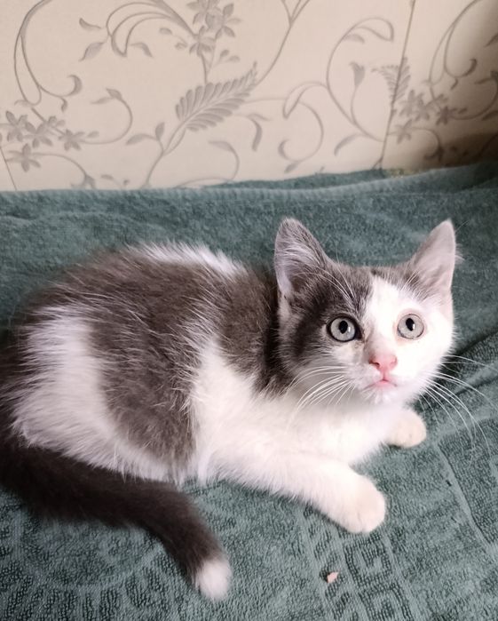 Отдам в добрые руки котят