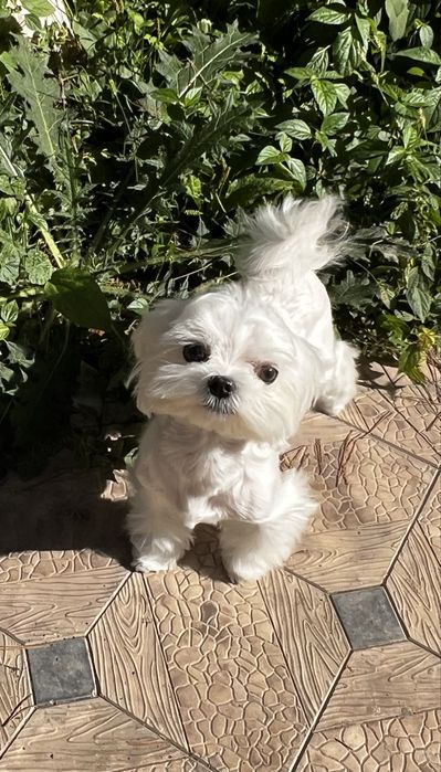 Мальтезе, мальчик-мини, бэбифэйс