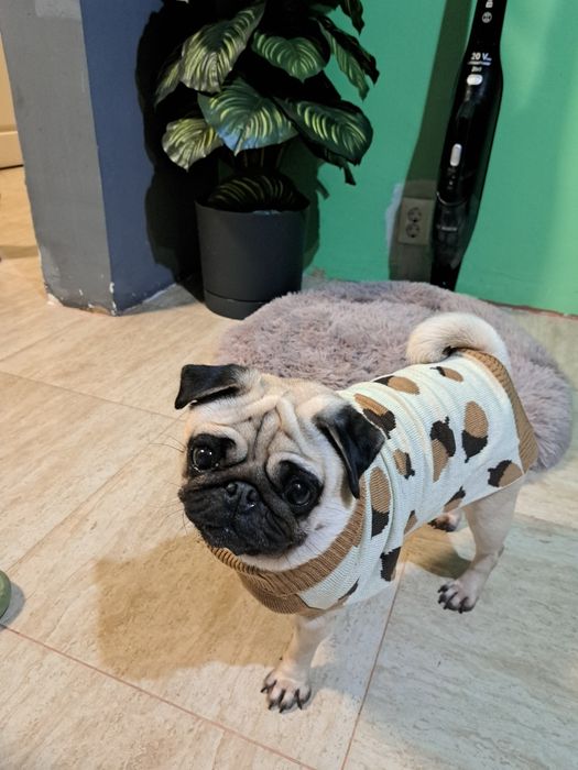 Pug(Moops) de vanzare