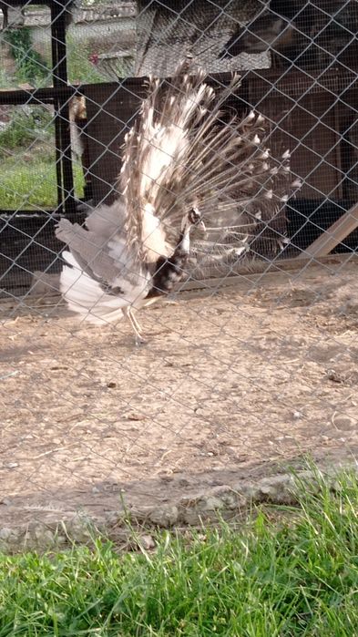 Пауни Арлекин Опал