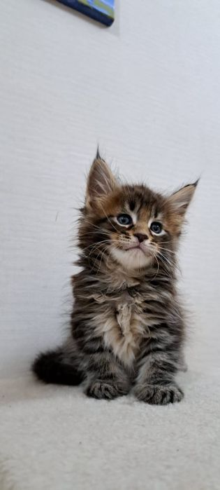 Котята Мейн куна мальчики и девочки
