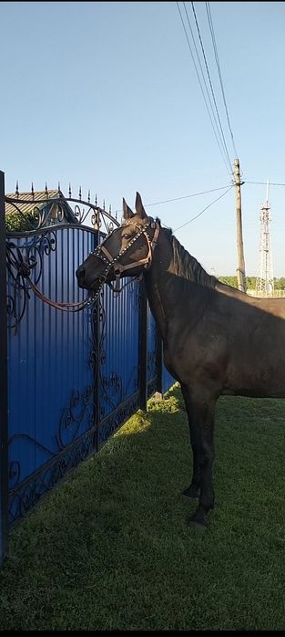 Продам кобылу русской рысистой породы