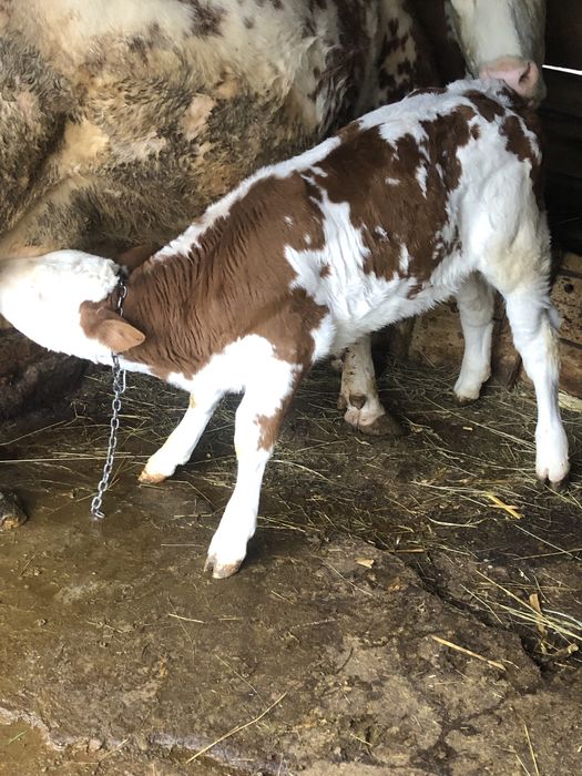 Vitea baltata romaneasca