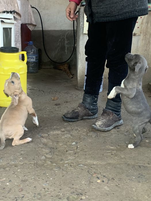 Продаю щинков пидбулей