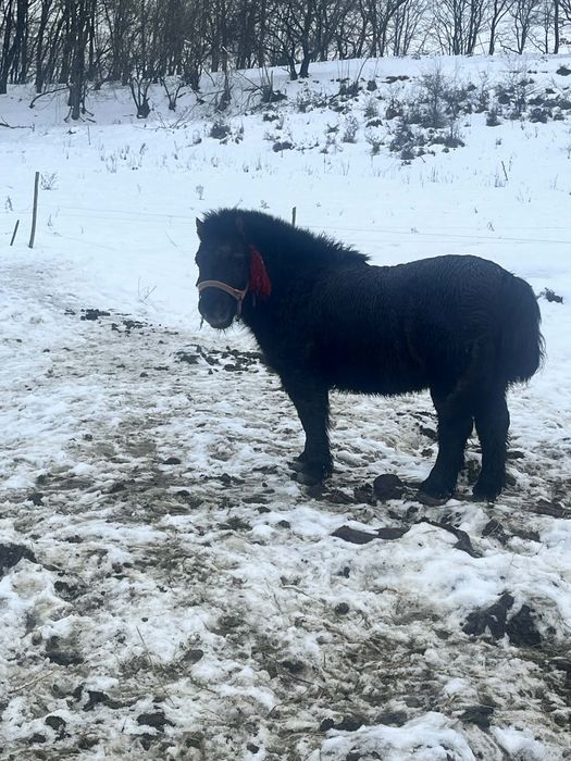 Vând ponei talie mica