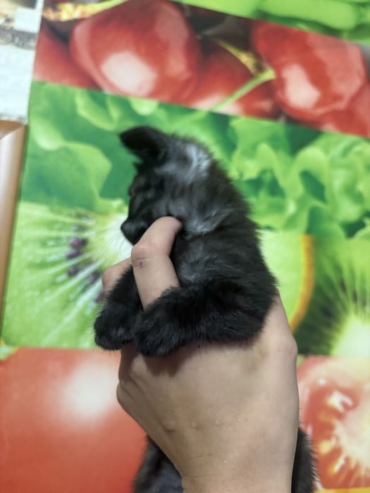 Котята в добрые руки! Очень ласковые