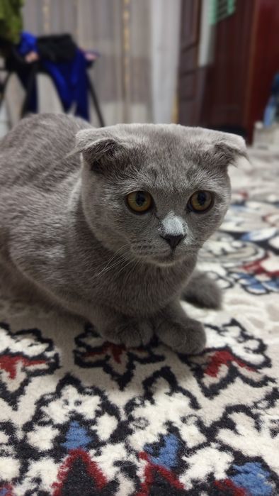 Scottish fold Mendan ham sogʻlom