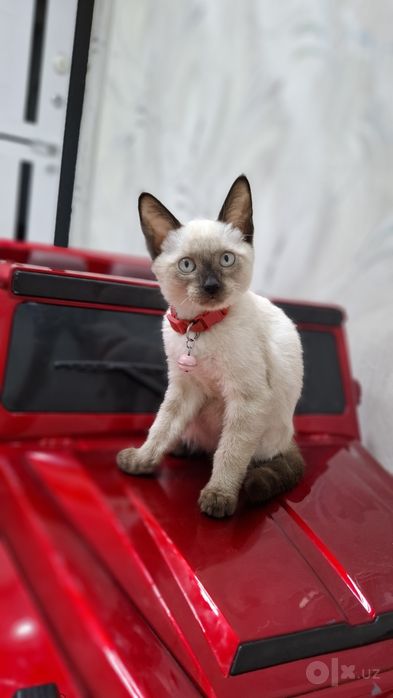 Кошка мальчик Максимчик