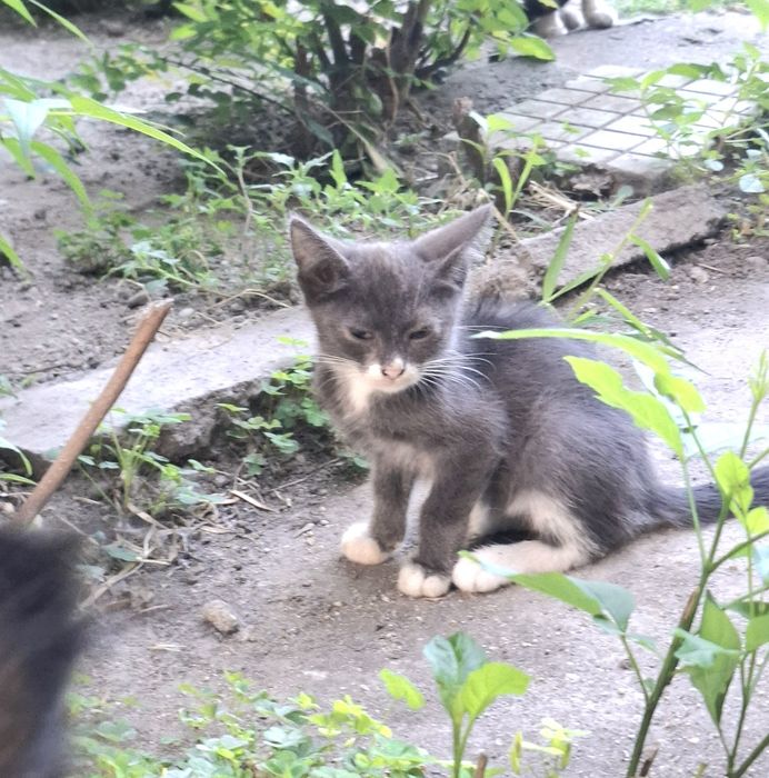 Търсим любящ дом! Четири прекрасни котенца на 3-4 месеца за осиновяване