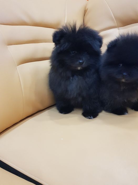 Померан померани Гр. София