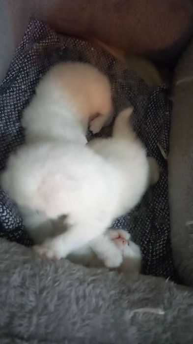 Продаются котята.