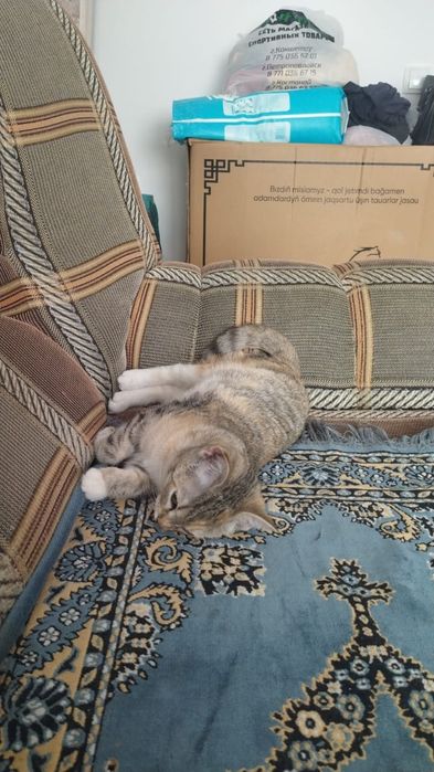 Отдам кошку в хорошие руки