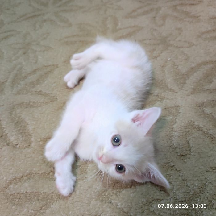 Котёнок- радость в доме