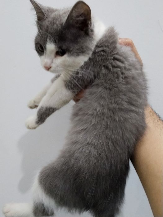 Котята одам в добрые руки
