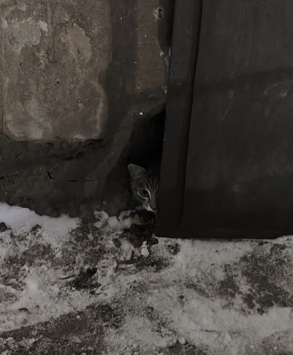 Котенок срочно ищет дом !