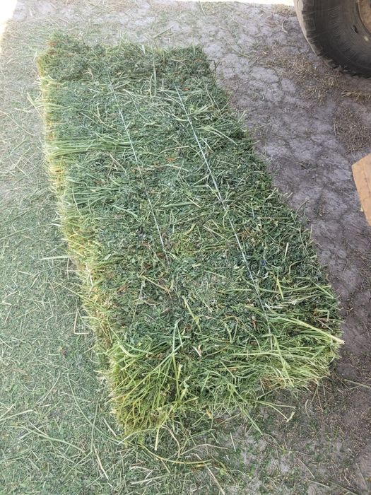 Элитная люцерна (Жонышка) голландская