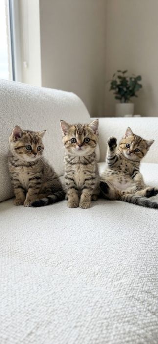 Шотландские котята