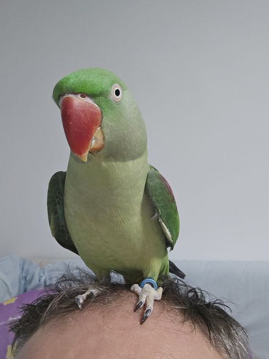 Vind papagal Marele Alexander +voliera cu accesorii