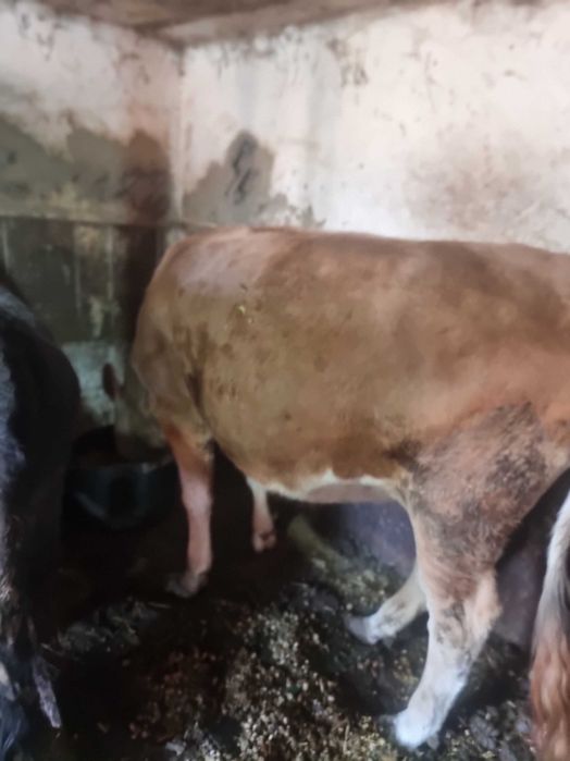 De vînzare zunca gestanta în 8 luni