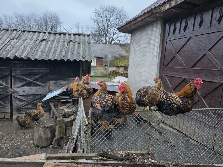 Ouă incubat Wyandotte GSG