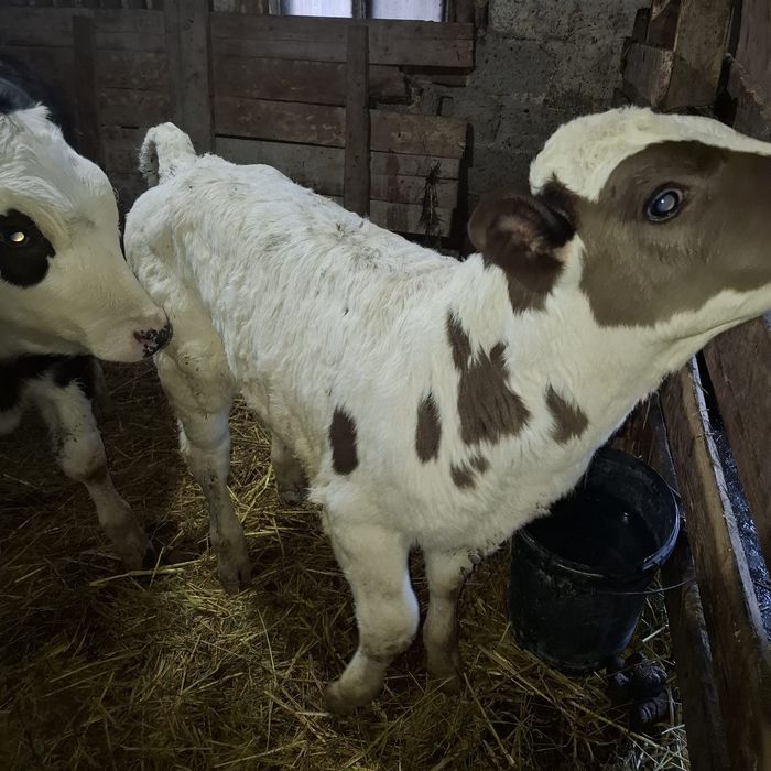 De vânzare Doi Tăurași și tăvițele mai multă treabă la telefon