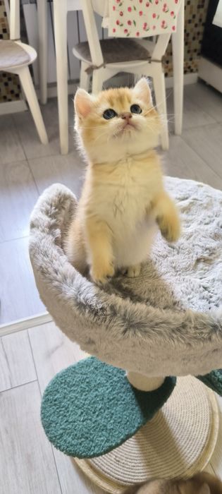 Золотая шиншила окрасов  Ny 11, и By 11 , девочки шоколадное золото