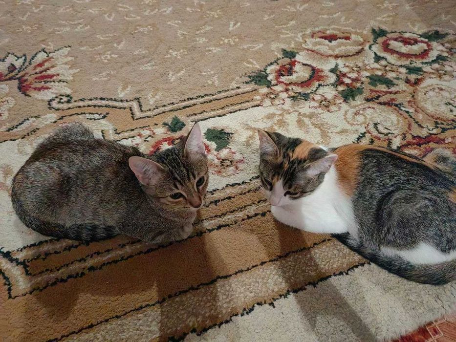 Кошки девочки 2шт