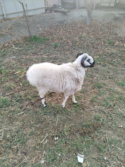 Qaraquloq tagal baralar sotiladi