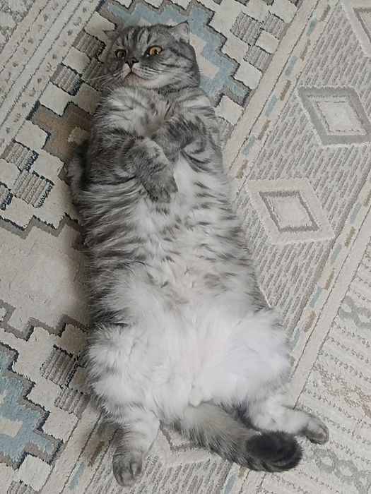 Кот в добрые руки!