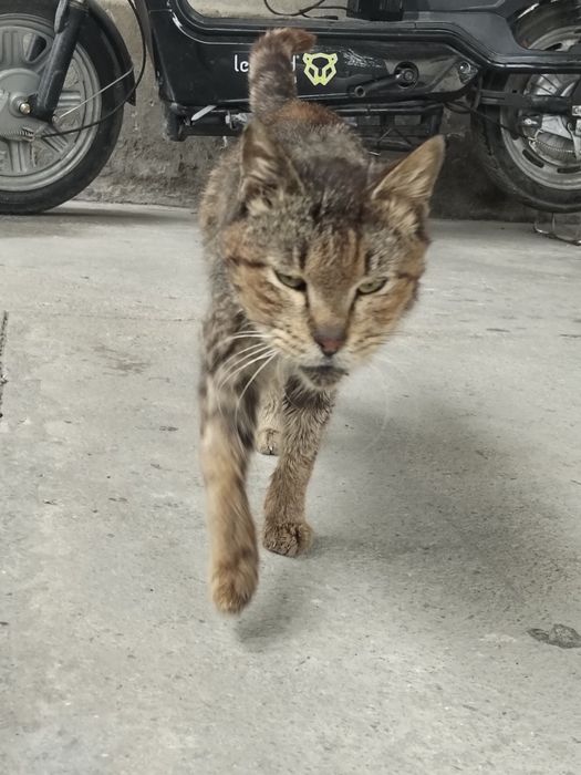 Кот на хорошие руки