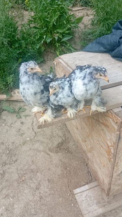 De vânzare puișori brahma porțelan