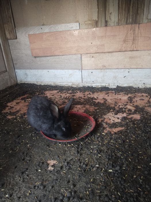 Продам  кролиуов