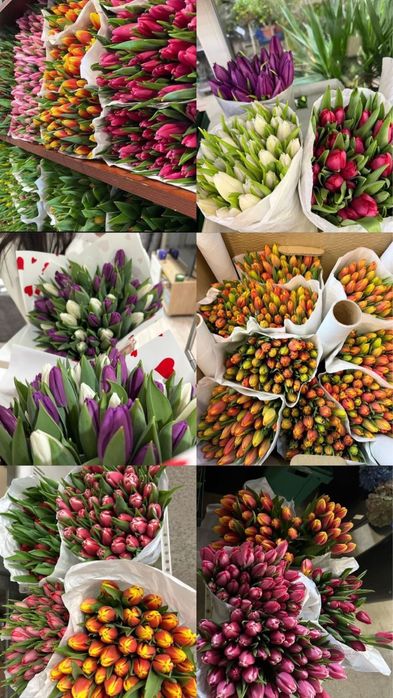 Тюльпаны оптом голландские