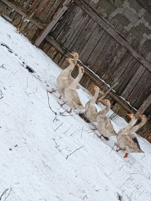 Gâscani tineri    din vară