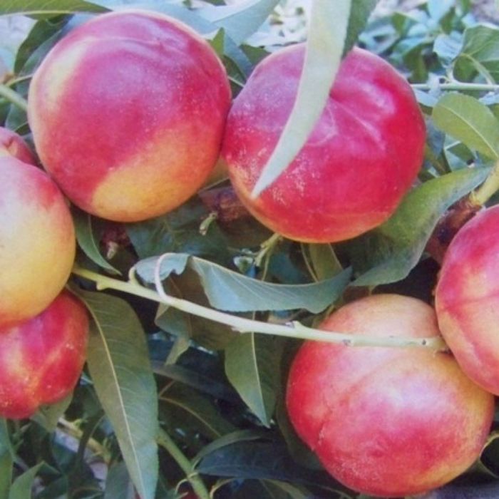 Nectarin (Soiul Venus )