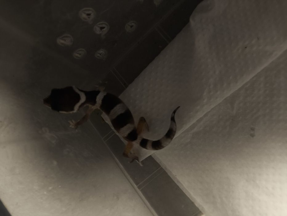 Продам эублифаров малышей