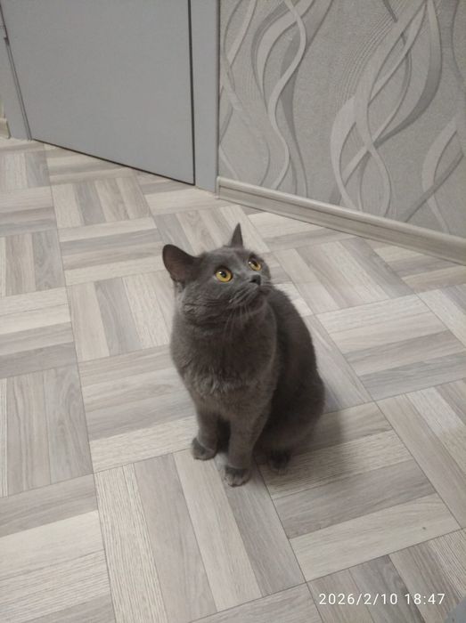 Отдам кошку в хорошие руки .