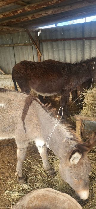 Есектер сатылады