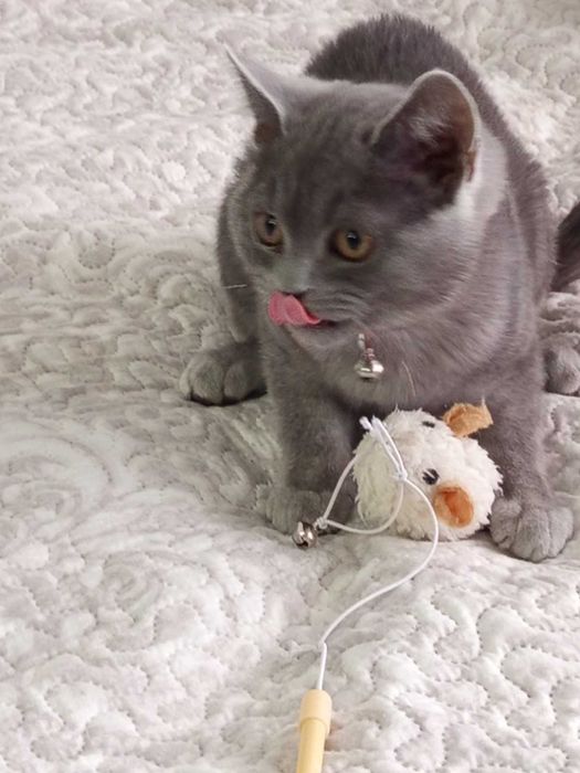 Шотландски котета момчета