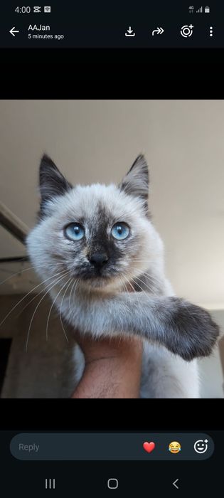 Котёнок сиамская 2-3 месяца