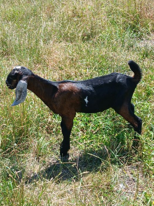 Tapisor anglonubian