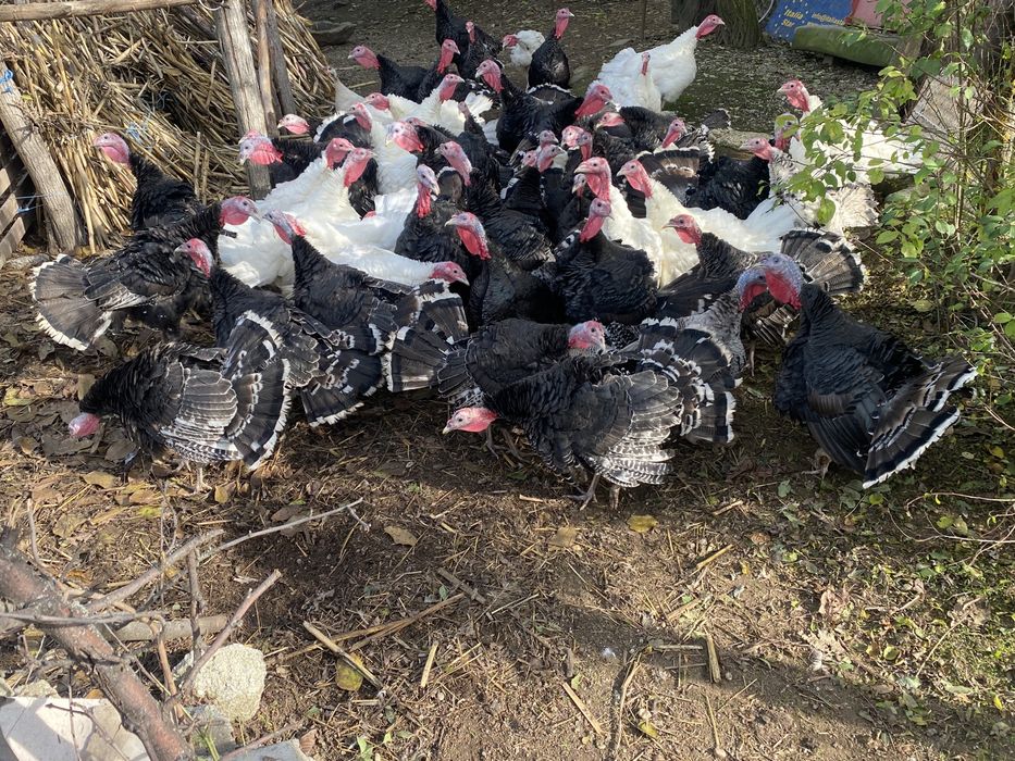 Curci de anul acesta