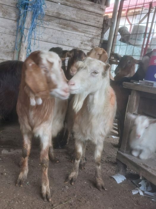 Capre anglo nubiene metis