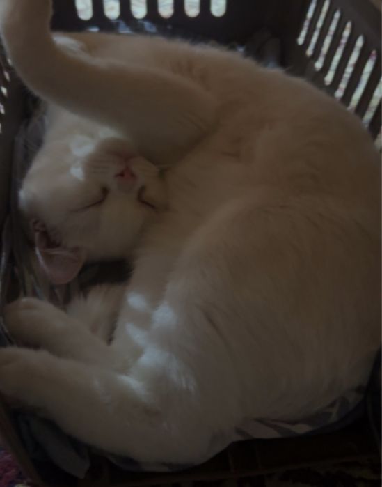 Продается кот скоттиш страйт