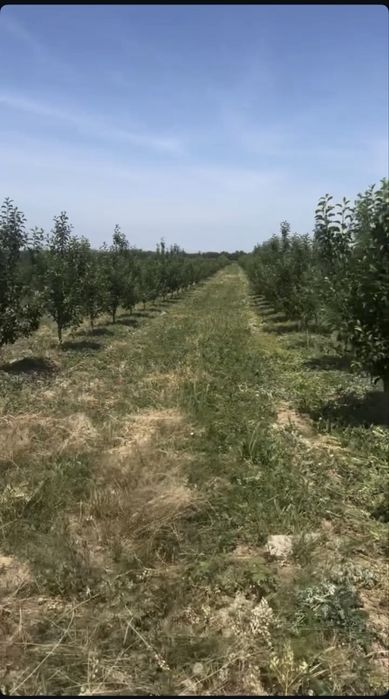 Яблоневый сад 5 га