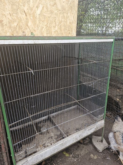 Vand colivi pentru pasarele