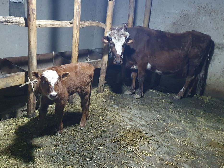 Ona bola sigir sotiladi narxini kelishamiz